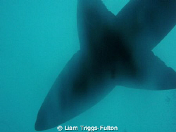 Grey Nurse at Wolf Rock in Queensland near Fraser Island by Liam Triggs-Fulton 